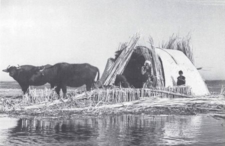 "There were sixty-seven houses scattered about the lagoon, sometimes only a few yards apart. From a distance they appeared to be actually in the water, but in fact each was constructed on a soggy pile of rushes, resembling a giant swan's nest, just large enough for the building and a space in front. Two , buffaloes stood before the nearest, water dripping from their black coats... Like those on the mainland, the houses were all made of mats, fastened over an arched framework of qasab. They were open at one end and we could look into them as we paddled past. Some were of a fair size; others were mere shelters..."