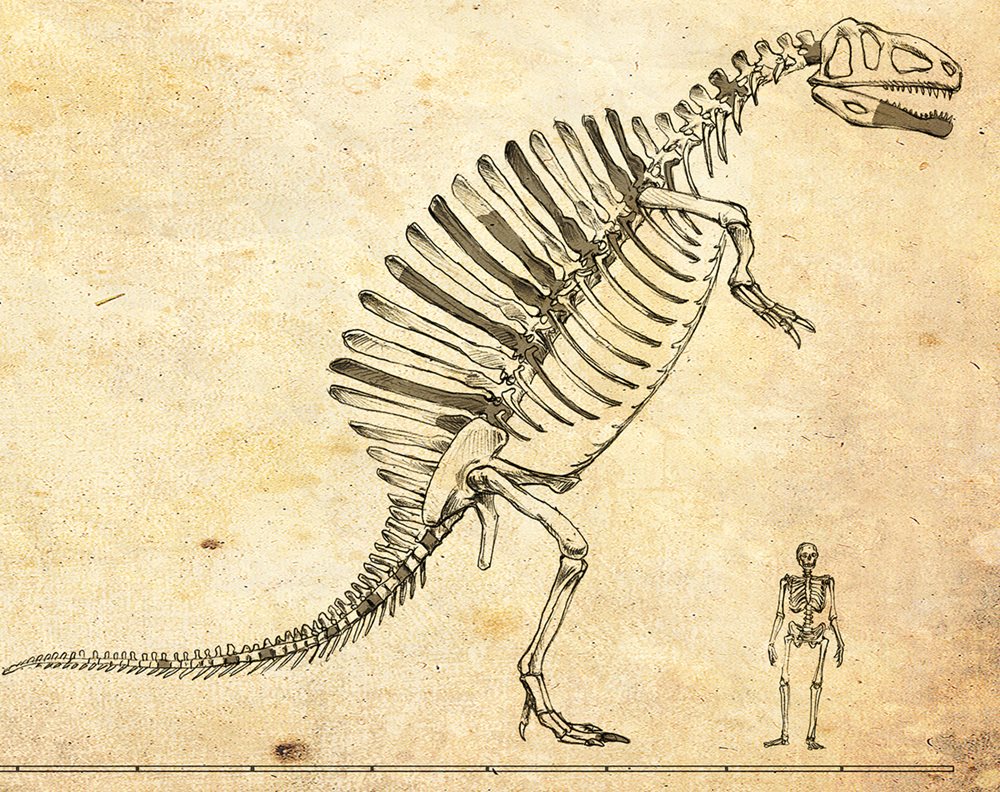<p>In this sketch styled after Stromer&rsquo;s skeletal reconstruction, <em>Spinosaurus</em> towers over a human.</p>
