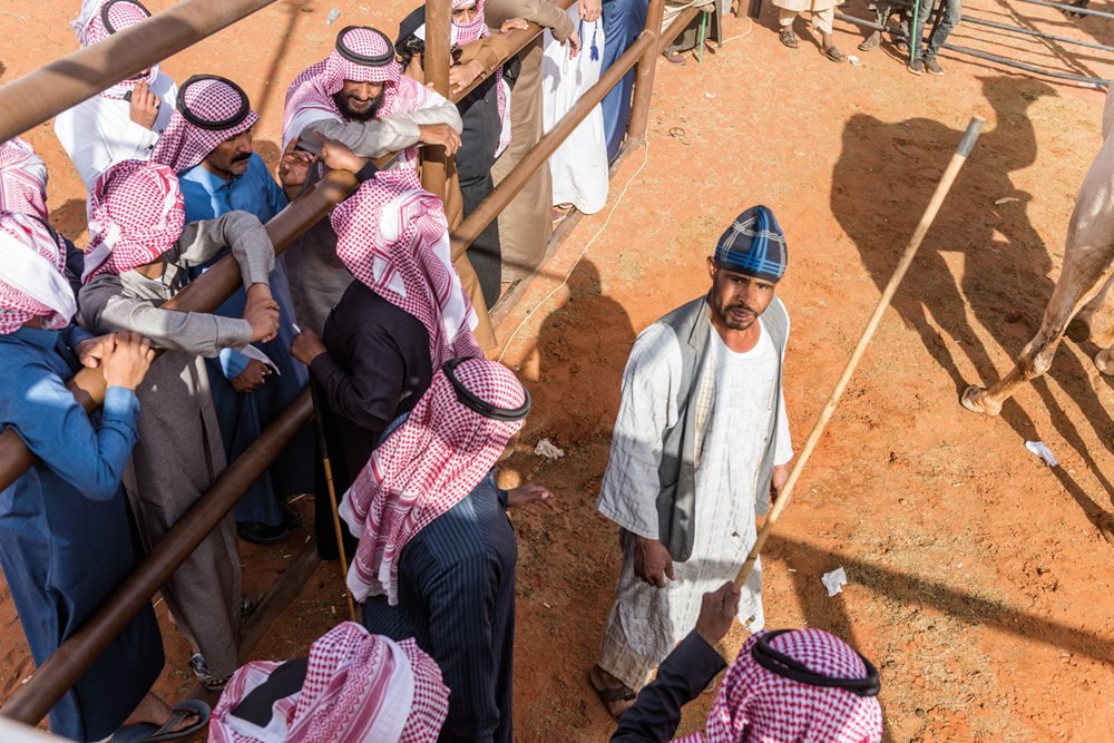 One of the festival’s auction corrals, <i>top</i>, offers potential buyers close looks at camels that can command prices higher than a luxury car. 