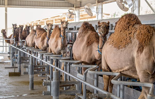 Camels line up for milking at a dairy farm in Dubai. Consumed by Bedouin for ages, camel milk is now finding its way to grocery shelves. With less fat than cow milk, it is lactose-free and high in iron, Vitamin C and protein.&nbsp;