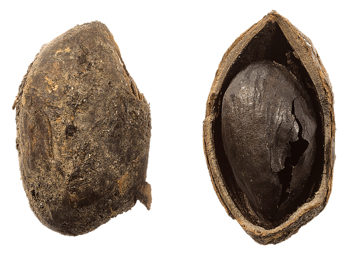 This 2,000-year-old pistachio was found in the remains of a wicker basket at the bottom of a Roman-era well in North Yorkshire, England: It shows the vast distribution of the nut even long ago.