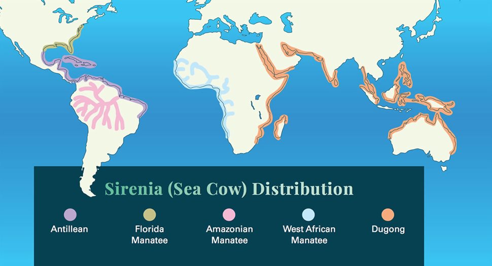 Sirenia (Sea Cow) Distribution