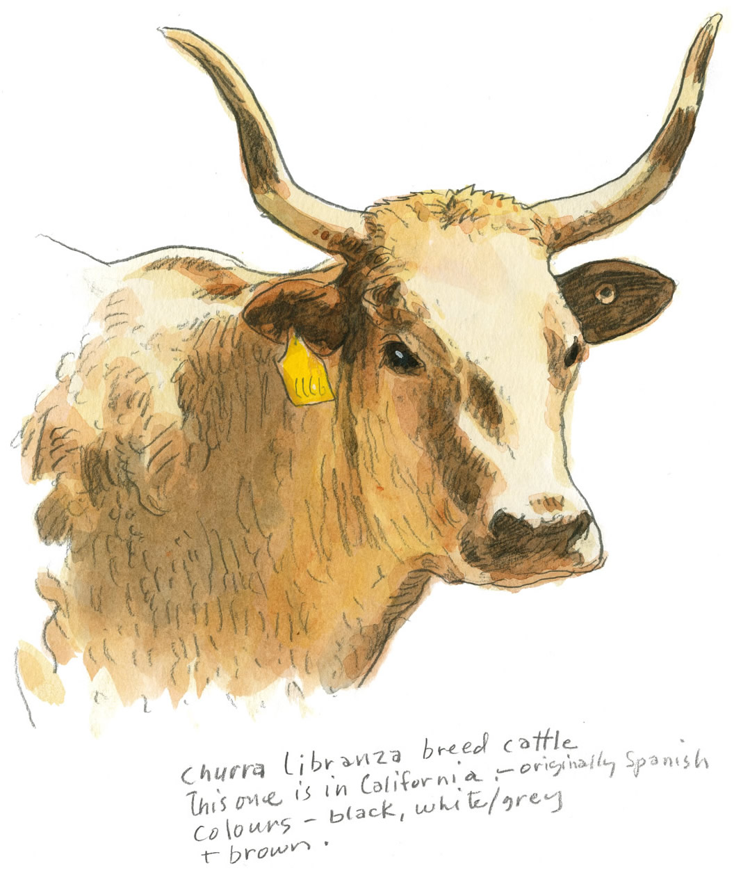 Churra libranza breed cattle