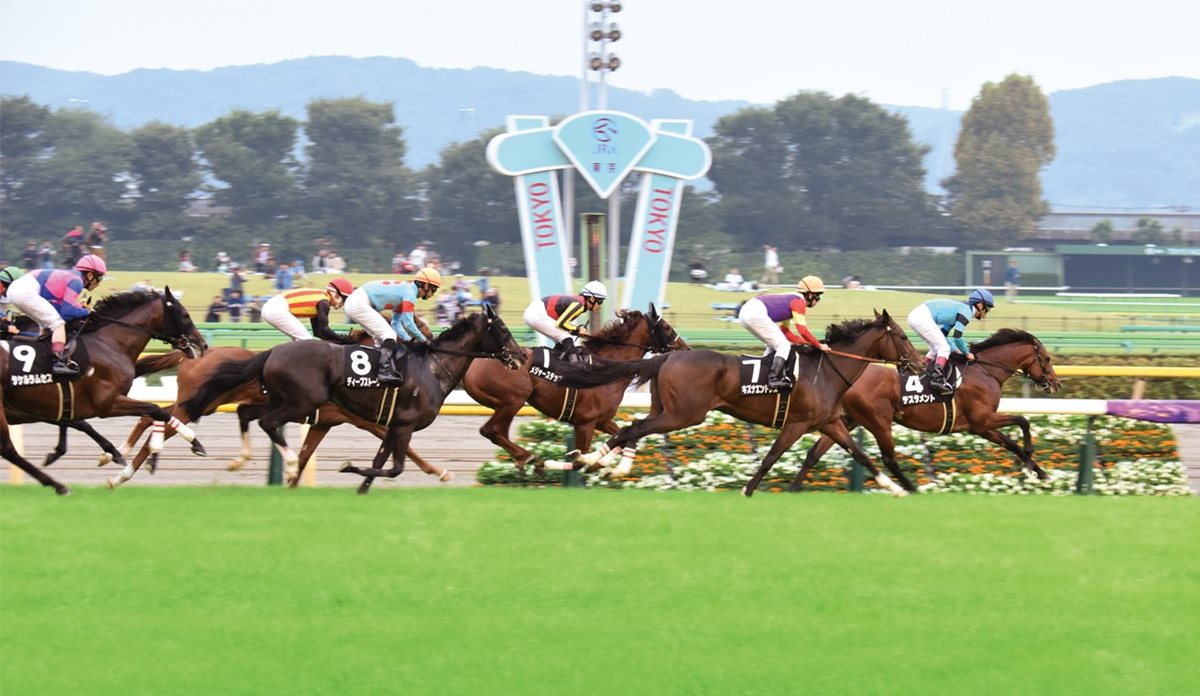 <p>Horses finish one of the early races on October 10, 2015. The first time a thoroughbred from Saudi Arabia raced in Japan was in 1989. Named Ibn Bey (&ldquo;Nobleman&rsquo;s Son&rdquo;), he and his strong showing inspired the ideas for both the Saudi Arabia Royal Cup and a sister race in Riyadh, the Japan Cup, now in its 14th year.</p>
