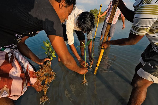 Getting wet and a little dirty is just part of the job while planting mangrove saplings by hand on Pulicat Lake in Tamil Nadu, India. 