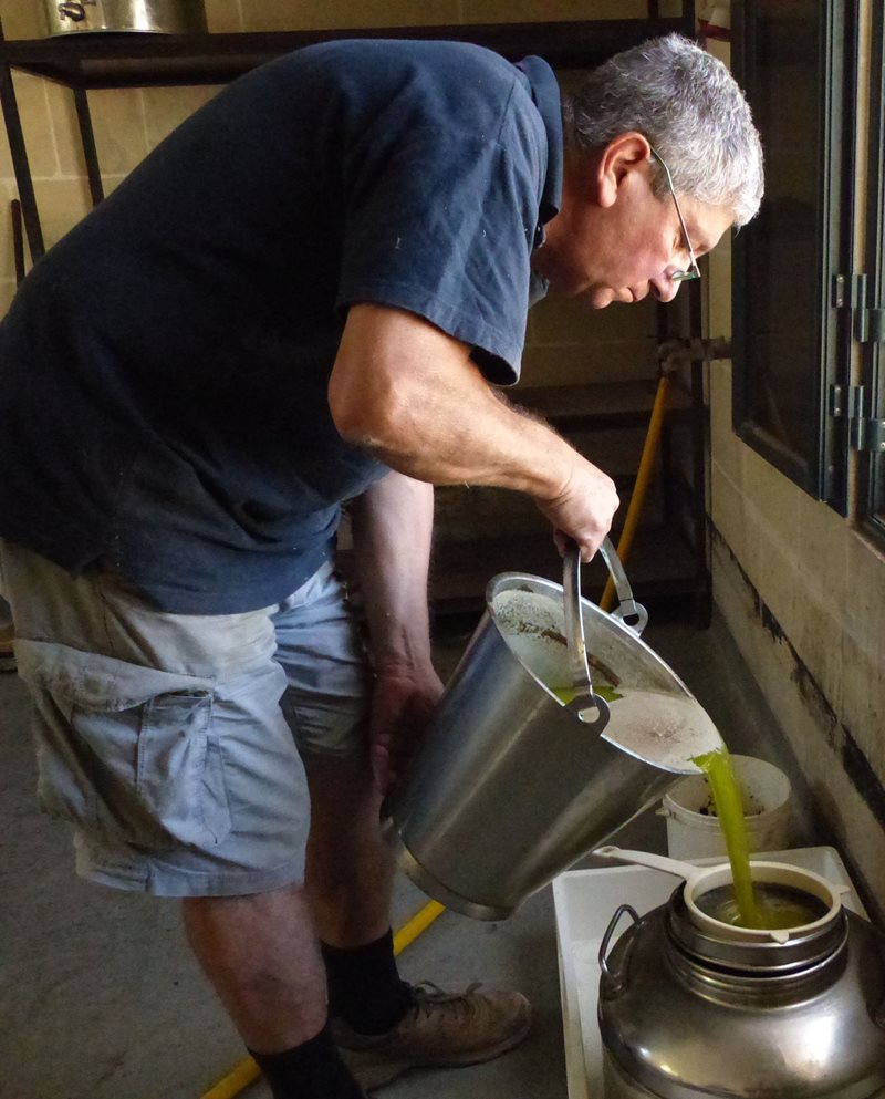 Cremona pours freshly pressed olive oil. A recent genetic study suggests that due to Malta&rsquo;s isolation, at least three Maltese cultivars, including the white olive, may have developed characteristics more distinctly local than researchers previously believed.