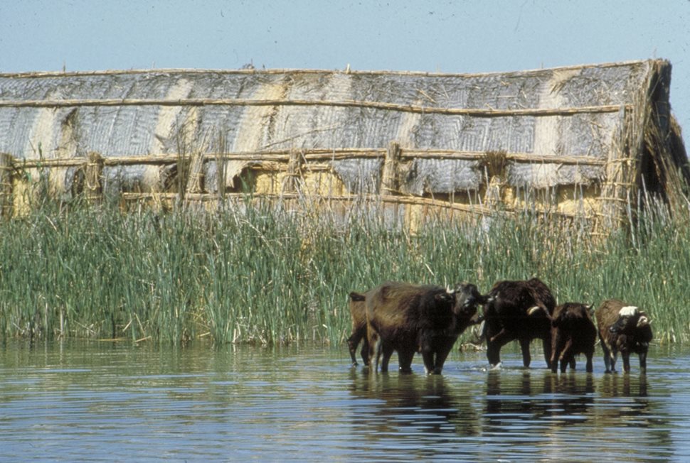 A group of water buffalo forage among the reedbeds.