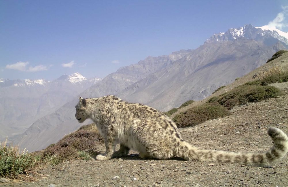In an image captured by a motion-sensitive camera trap, a snow leopard overlooks the Spiti Valley in India.