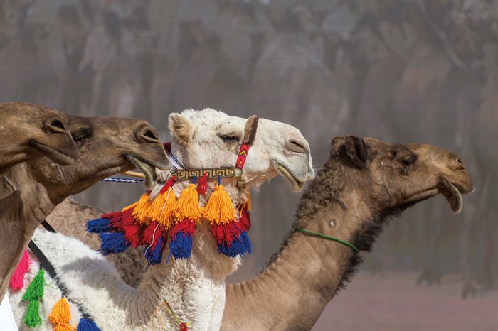 Camels and Culture—A Celebration - AramcoWorld