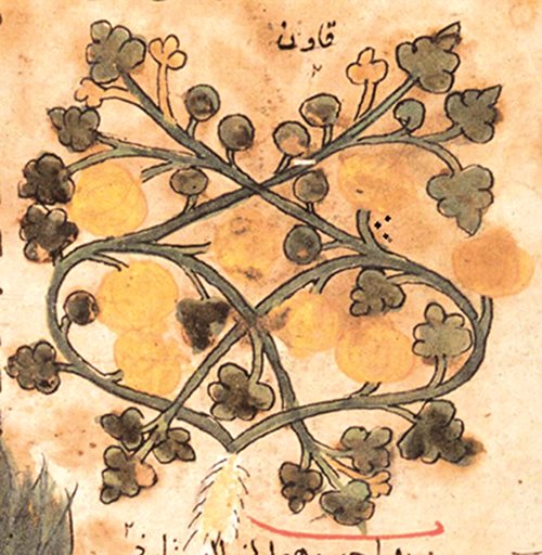 <p>The earliest known depiction of <em>Cucumis melo</em>, or sweet melon, is in an Arabic translation, produced around 990 in Samarkand by Al-Husayn ibn Ibraim al-Natili, of Dioscorides&rsquo; first-century <em>De Materia </em><em>Medica (On Medical Matters)</em>. The word at the top transliterates as <em>qawoun</em>: The modern Uzbek word for sweet melon is <em>quvon</em>.</p>
