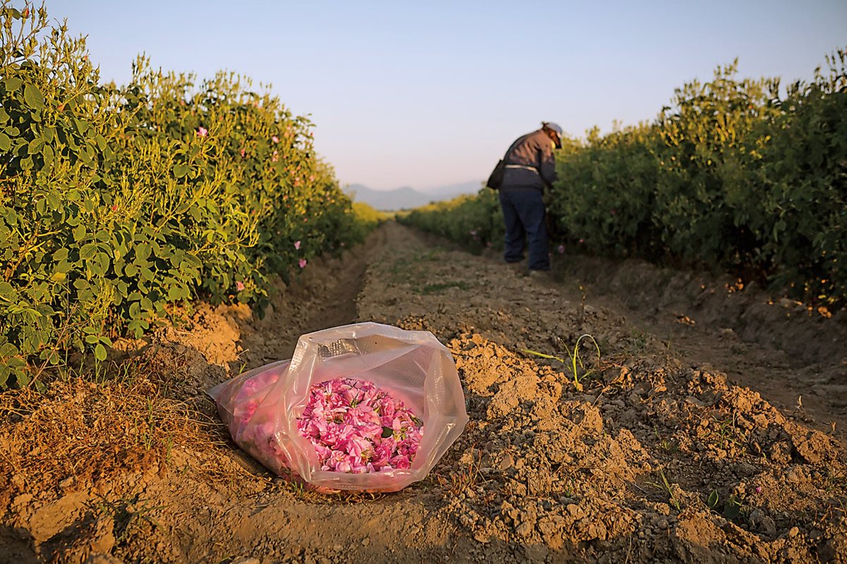 As the sun rises on a rose field in Karlovo, Christina Chucheba plucks blooms row by row and places them in the pouch of her apron which, once it is full, she transfers to the plastic sack. In peak season, an experienced picker may collect about 100 kilograms of blossoms in a day.