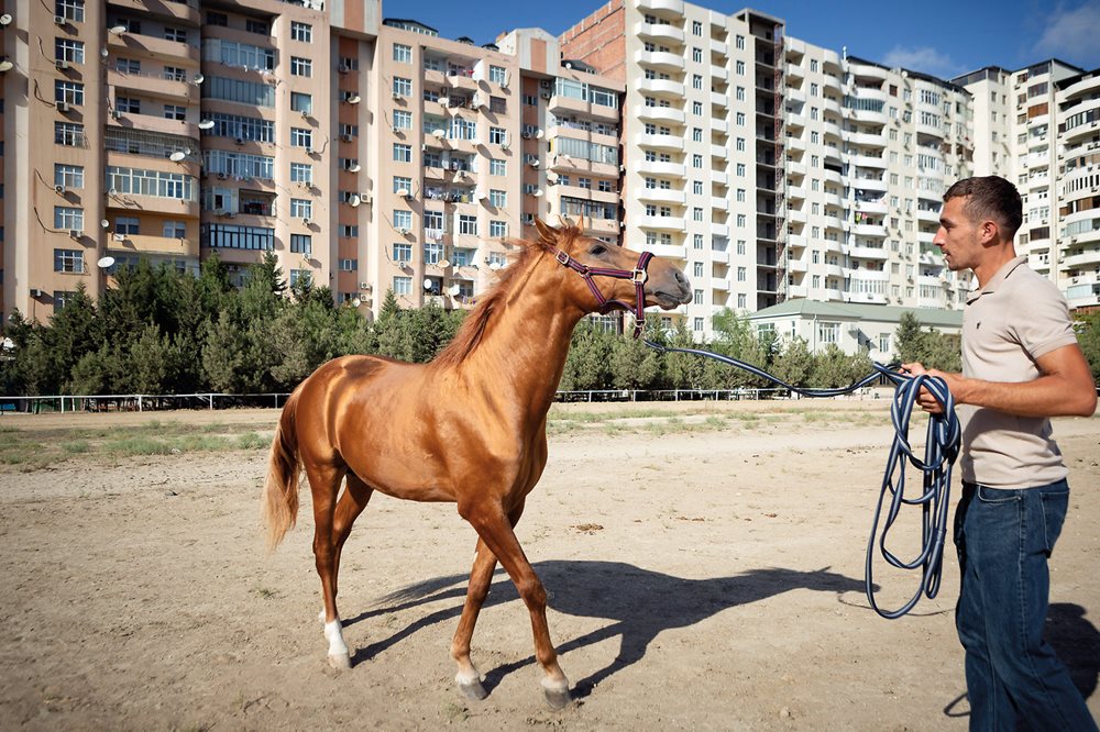 Sultan, a 4-year-old Karabakh stallion, is exercised by trainer Javid at the Baku State Hippodrome stable in Azerbaijan’s capital. 