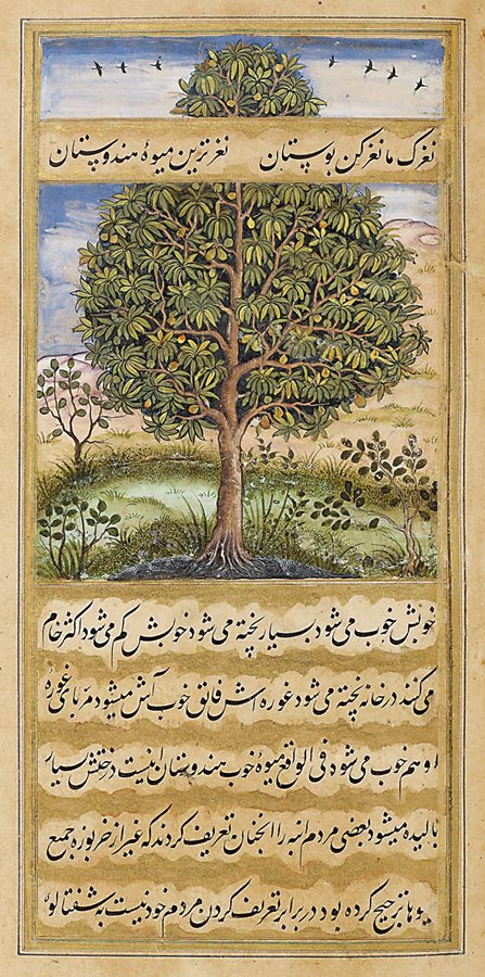 Painted in 1590 by artist Sarjan, this illustrated folio from Vak’at-i-Baburi, or The Memoirs of Babur, depicts a mango tree laden with fruit. It was Babur’s grandson Akbar who initiated widespread cultivation of mangos.