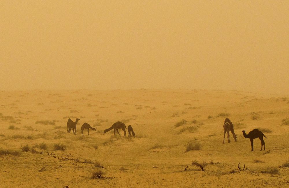 Three-way eyelids, long eyelashes and nostrils that can close completely are just a few of the adaptations that, over millions of years, have allowed these camels in eastern Saudi Arabia to continue browsing brush with seeming nonchalance during a sandstorm.