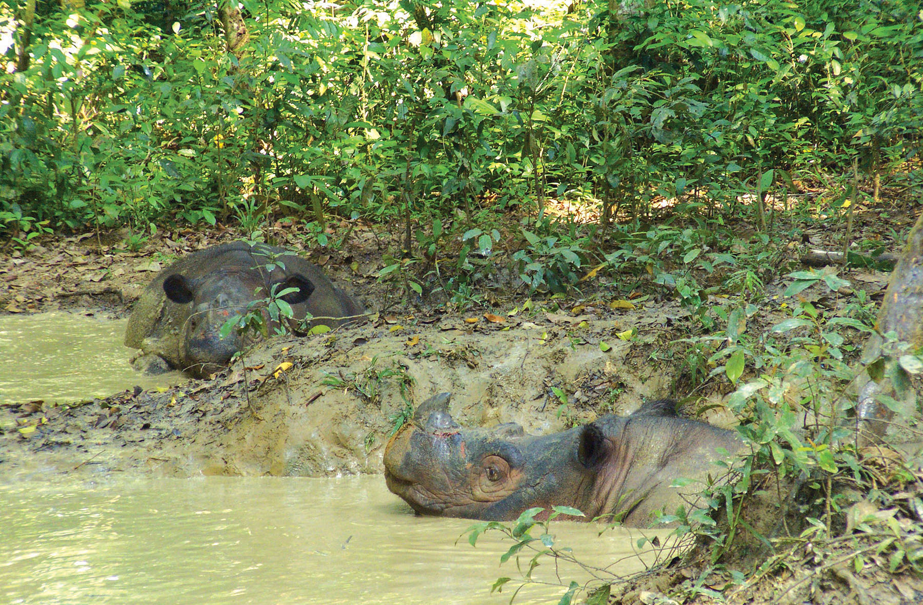 Relaxing in cool, muddy wallows at the SRS, Ratu, left, in 2012 became the first Sumatran rhino to give birth in captivity in Indonesia and only the fifth to do so worldwide; last year she gave birth to Delilah. At right, Andalas, the first Sumatran rhino to be born in captivity in more than a century, is 17 years old. He has fathered two calves with Ratu.