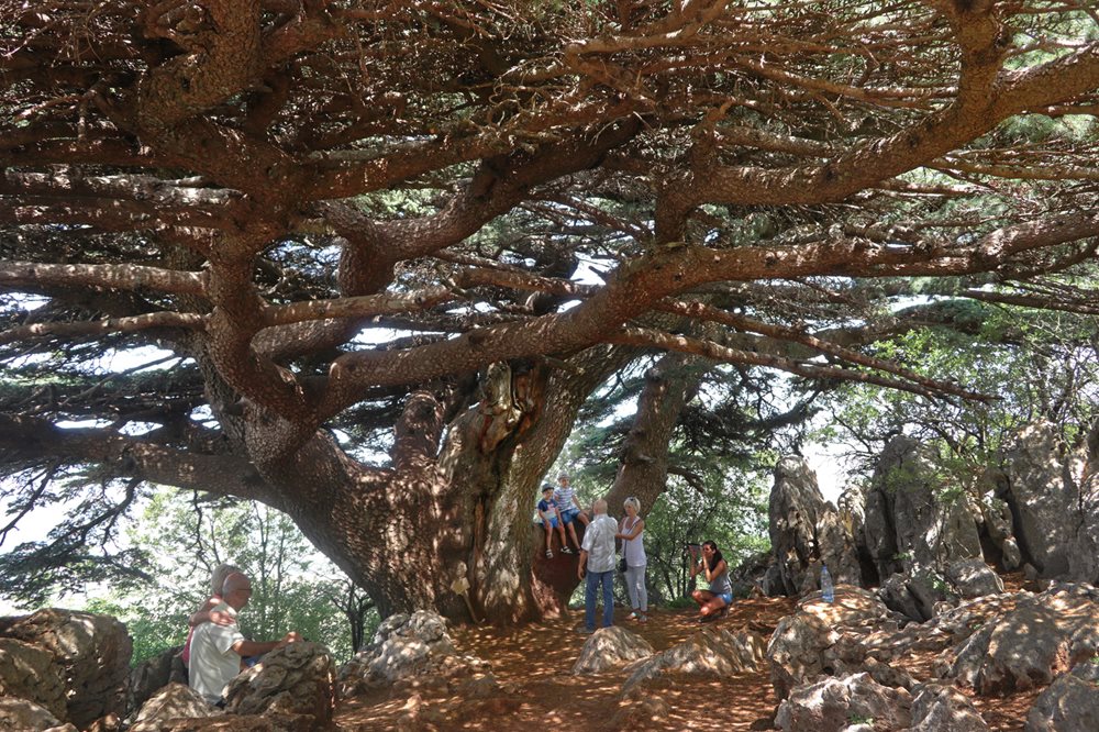 In one of the three cedar forests of the Shouf Biosphere Reserve, the largest protected natural area in Lebanon, people gather under the much-romanticized Lamartine (or Sawma&rsquo;a) tree, which is believed to have inspired French poet Alphonse de Lamartine to set his 1838 poem, &ldquo;The Fall of an Angel,&rdquo; in Lebanon.