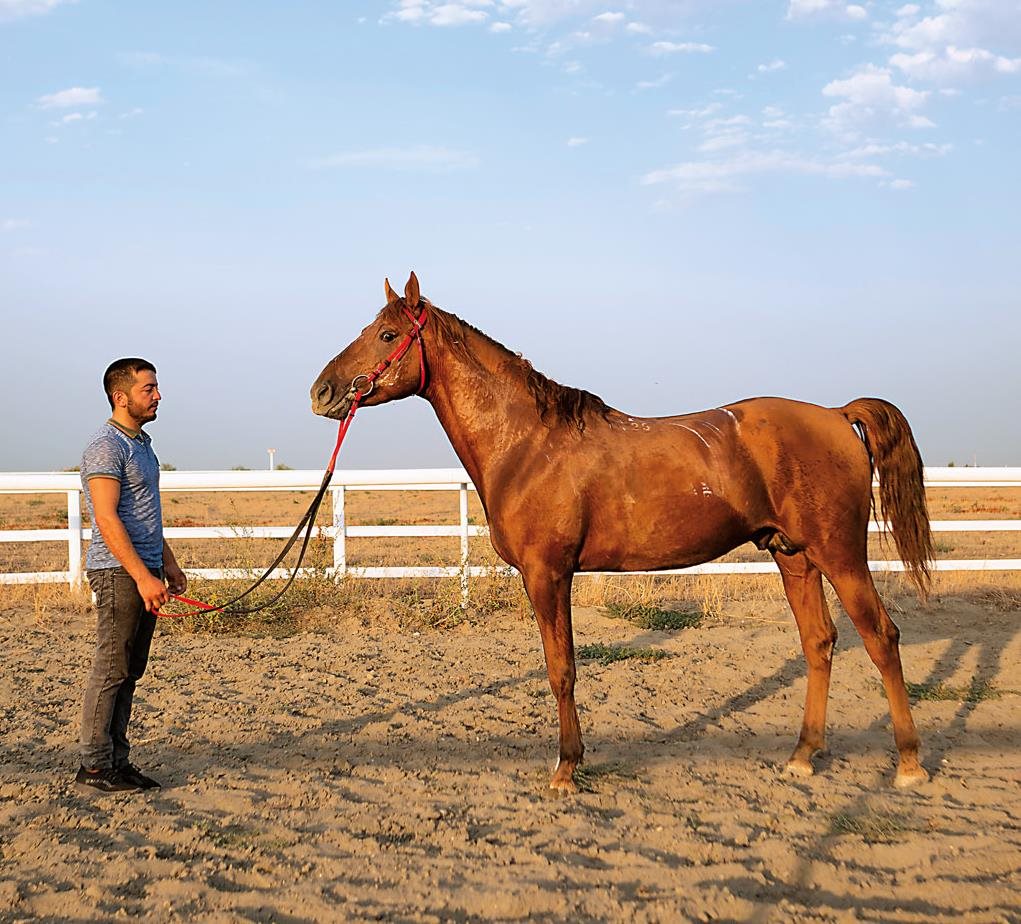 Trainer and jockey Cafar Cafarzada shows off Qalam’s profile while sunlight shimmers off his coat. Most Karabakhs stand about 140 to 150 centimeters, or 13 to 14 hands, and weigh in at about 280 to 350 kilograms. 