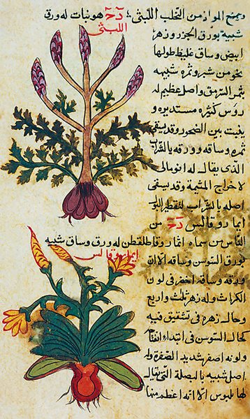 This page from <em>Kitab al-Diryaq </em>(The Book of Antidotes), a 13th-century guide to medicinal plants, also from Iraq, highlights the role of botany in early Islamic pharmacy.