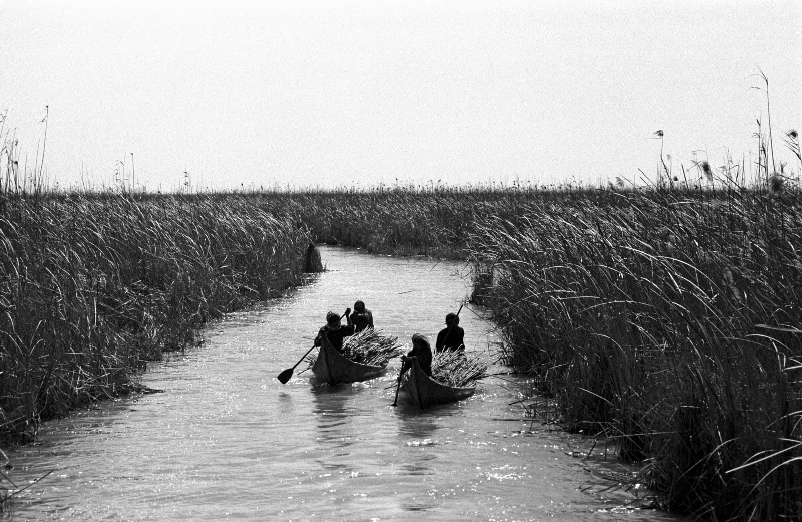 Canoes laden with reeds, men paddle home.