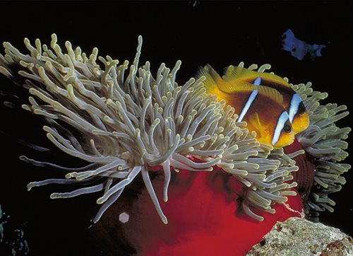 Anemonefish, also known as clownfish, are immune to the anemone’s sting.
