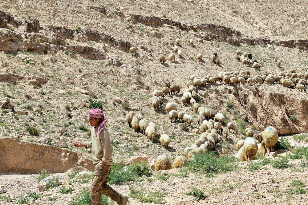 Adapted over centuries to the semiarid grazing of the rough hills north of Madaba, Jordan, a herd of Awasi sheep follow their shepherd. Bred for milking, the sheep’s seasonally and locally variable diet of grasses, olive leaves, desert plants and seeds gives their milk—and cheese—a range of flavors