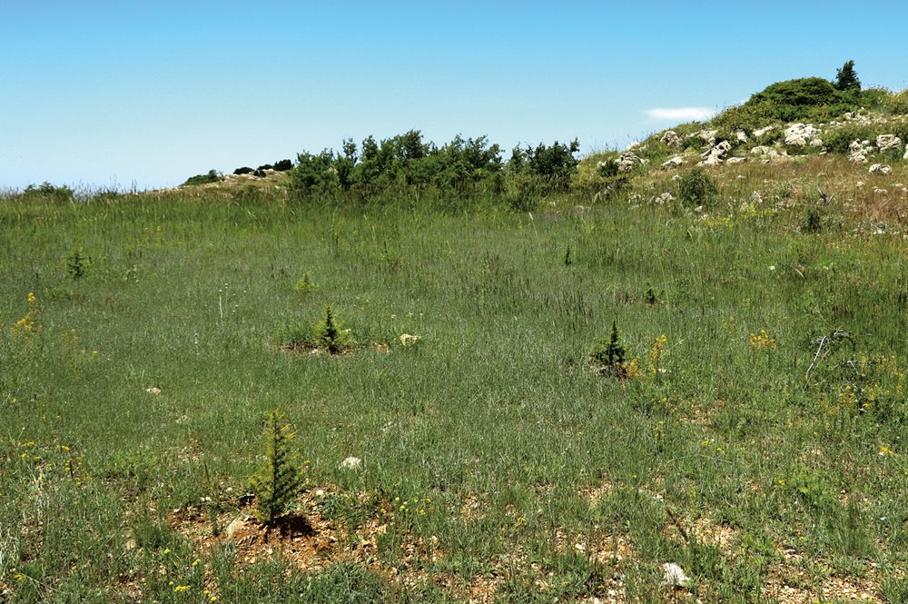 Nearly 3,500 trees&mdash;mostly cedars&mdash;are planted in the Horsh Ehden Nature Reserve, a program led by the Lebanese Reforestation Initiative with assistance from <span class="smallcaps">usaid</span> and the <span class="smallcaps">us</span> Forest Service. The process is costly, says local environmentalist Abdo Nassar: A single tree costs about $23 to plant and raise; once in the ground, the survival rate ranges from 50 to 90 percent.