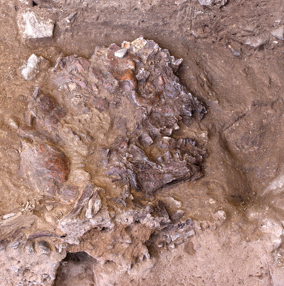 One of the discoveries, unearthed in 2016 and designated Shanidar Z by archeologist Graeme Barker, includes enough skull remains that the profile of the deceased, believed to be a middle-aged adult, can be seen facing&nbsp; to the right <b>above</b>. The body appears to have been deliberately arranged with a flat stone under its head, adding to evidence that Neanderthals buried their dead deliberately and even with ritual.