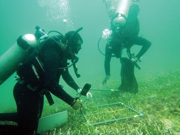Tracking density and the species diversity of the seagrass that dugongs rely on for food, researchers from ORCA set quadrants on the seafloor off the coast of Sri Lanka. Worldwide, seagrass is declining at roughly 110 square kilometers annually.