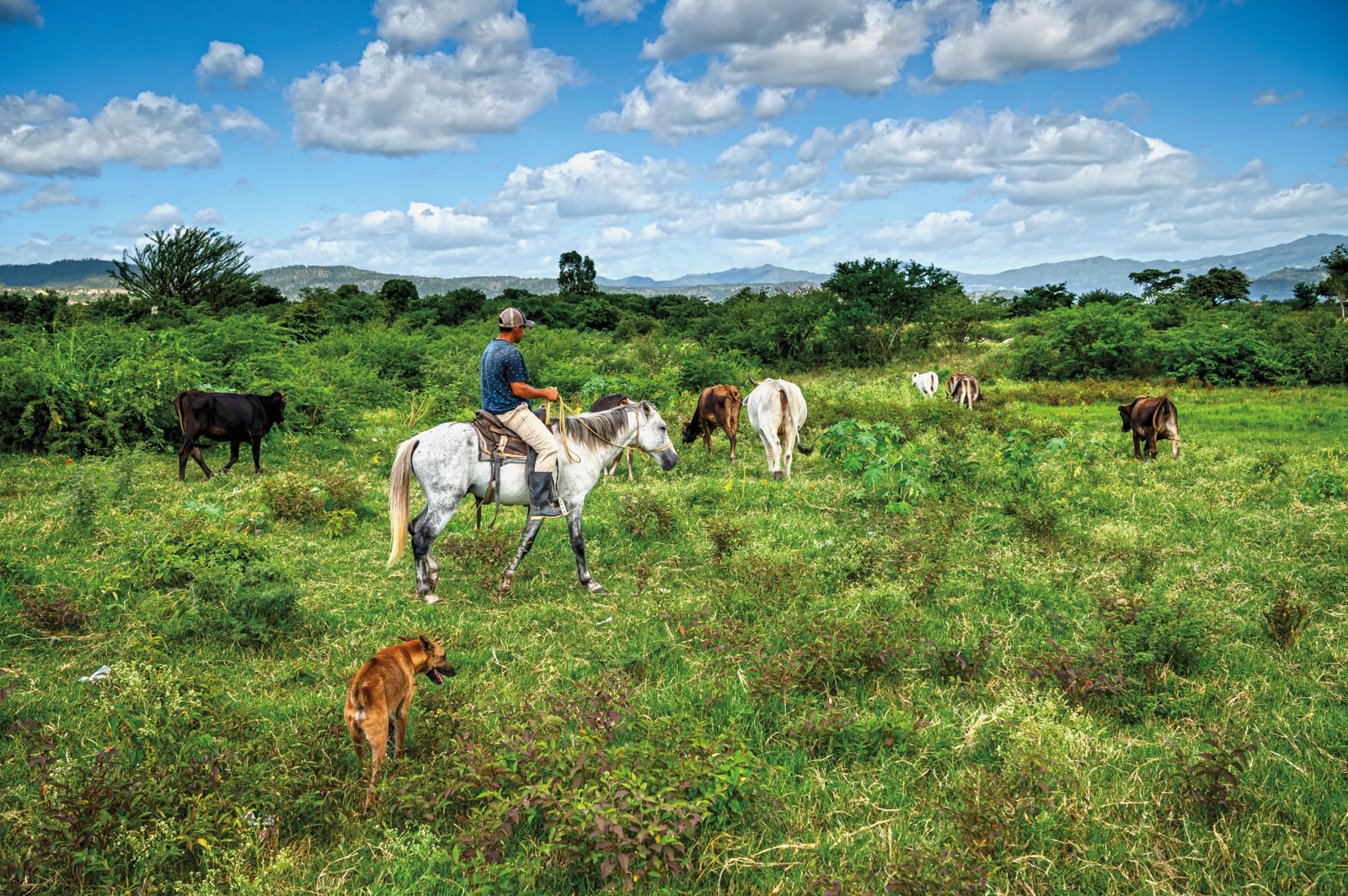 José Enamorado herds cattle as they graze near Comayagua, Honduras. Agriculture is the country’s most important industry. 