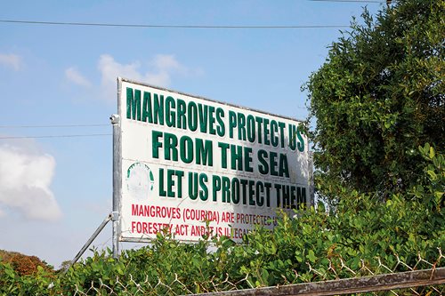 A sign highlights the need to protect the trees in Guyana, a country whose mangrove tree population has suffered devastating losses. 