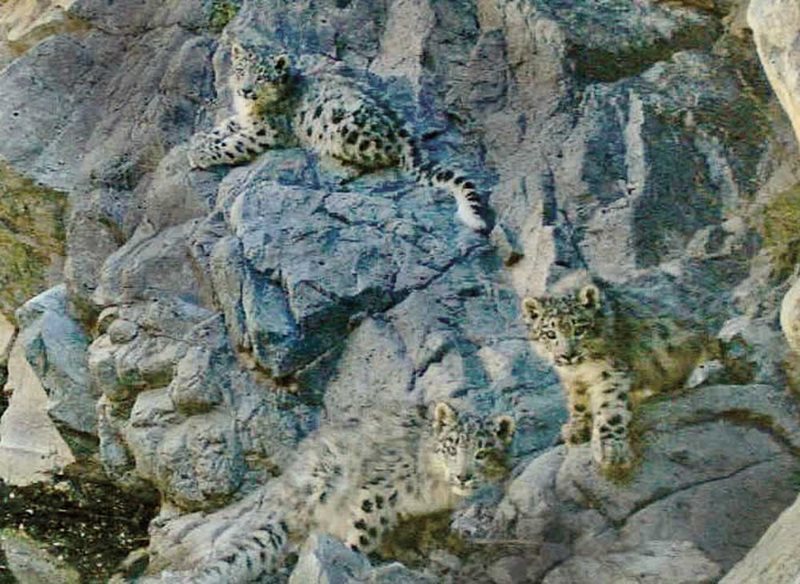 One cub&rsquo;s motion tripped the camera trap to make this image of three young snow leopards near Tost, Mongolia. In 2016 Mongolia&rsquo;s parliament designated portions of the Tost-Tosunbumba mountain range, in the country&rsquo;s South Gobi Province, as a protected reserve. Tost-Tosunbumba National Park is currently the site of the world&rsquo;s most comprehensive long-term snow leopard research study, which is monitoring 20 cats.