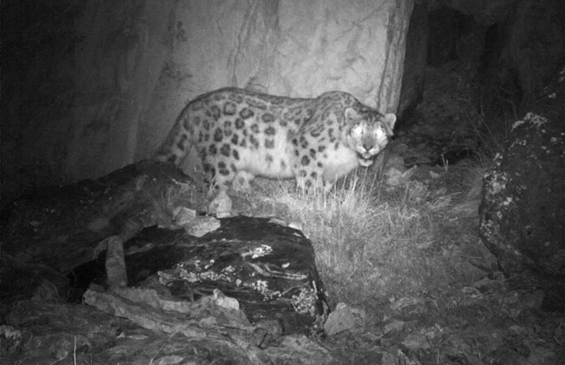 A snow leopard&rsquo;s eyes glow in the glare of a camera trap&rsquo;s flash. Biologists will examine its pattern of spots to identify the individual.