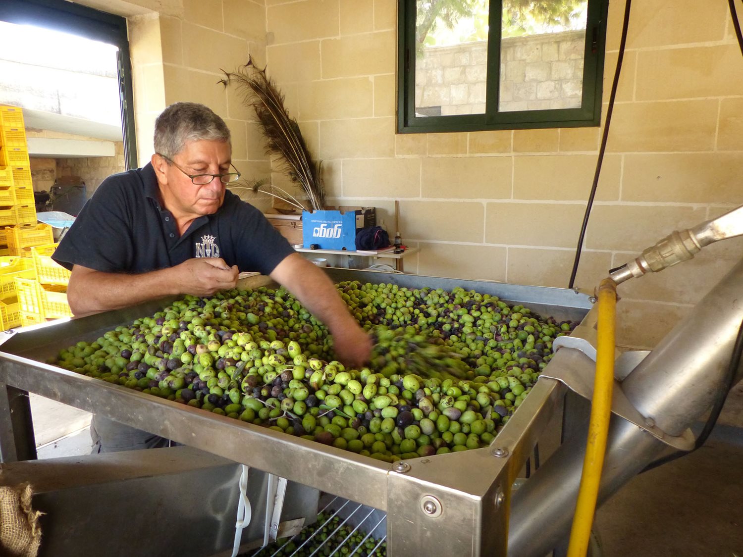 Since 1999 Sam Cremona has led the revival of the olive industry in Malta. As one of the island nation&rsquo;s few operators of an olive press, he processes both his own harvests and others from nearby farms.