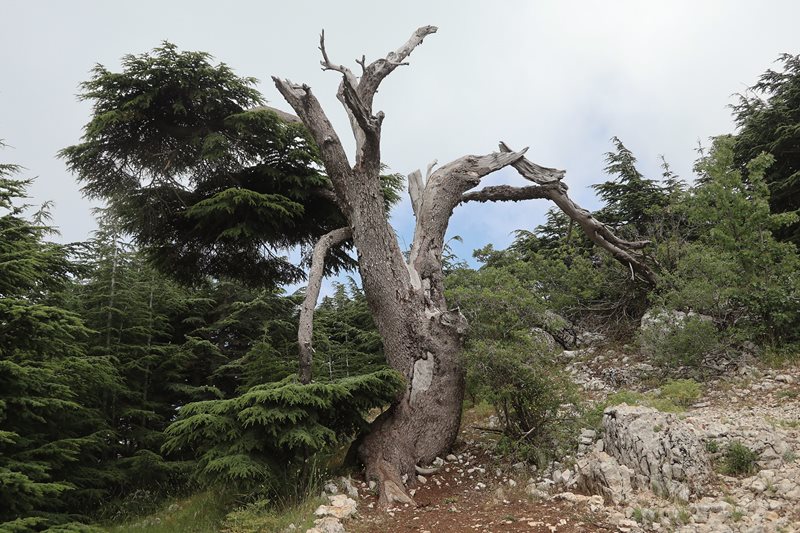 Throughout the country the cedar is widely regarded as a symbol of endurance, like the tree <i>above</i>, which continues to produce new foliage as it struggles to survive in a changing environment.
