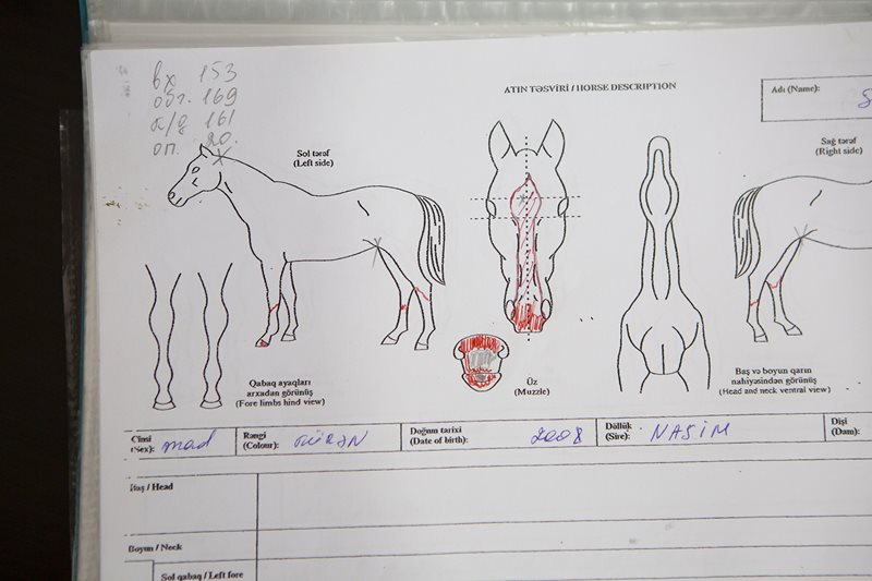A page from the registration file of a pure blood Karabakh horse, kept by the breed's registrar at the Equestrian Federation of Azerbaijan, Baku, Azerbaijan, 03 October 2022. Apart from DNA tests and tracing back up to 8 generations in the horse's parentage, photographs and a clear description of each registered horse's markings are kept to facilitate identification