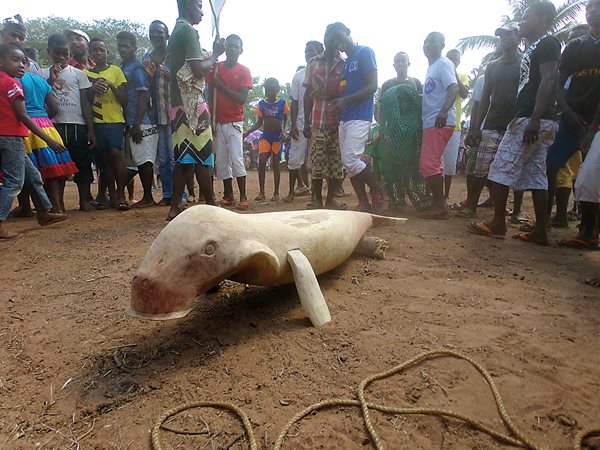How to free a dugong that has become stranded or entangled in a fishing net is the subject of a lesson in Sahamalaza, Madagascar, during the town&rsquo;s annual dugong festival, held every spring.