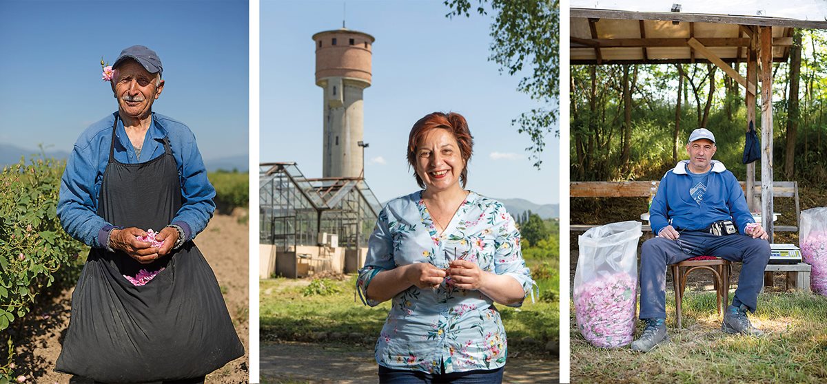 The tradition for pickers like Christoph Shaousha, 80, is to put the first picked rose of the day behind one’s ear. Ana Dobreva, deputy director of Kazanlak’s Institute for Roses and Aromatic Plants, works with variants of Rosa damascena to make the flower larger, more prolific and more resistant to disease. Georgi Chaushev has grown roses for six years near Karlovo, where his 1.5-hectare rose fields have produced an average of 8,000 kilograms of rose petals each year and, from that, a distilled 2.5 kilograms of rose oil. 