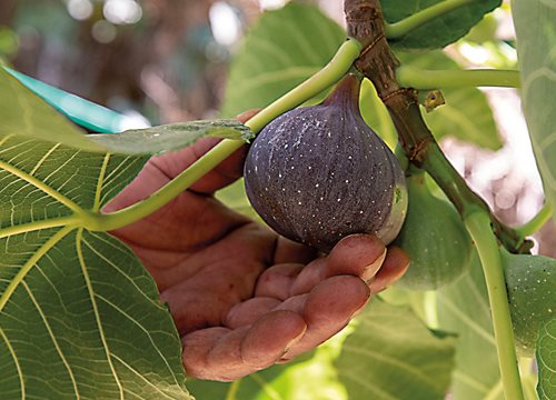 picking a ripe fig