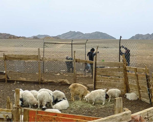 To protect this farm&rsquo;s herd from snow leopards&mdash;and to protect snow leopards from herdsmen protecting their livestock&mdash;ranchers in Mongolia install wire fencing.