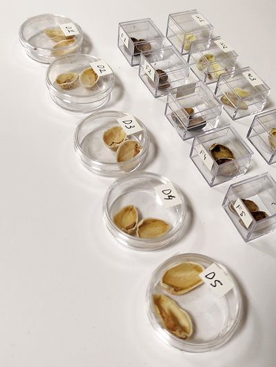 Once samples are collected in the paleoethnobotany laboratory at the Max Planck Institute for Geoanthropology in Jena, Germany, they are separated, measured and studied to determine their origins.