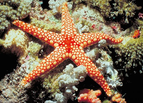 A starfish clings to its perch.