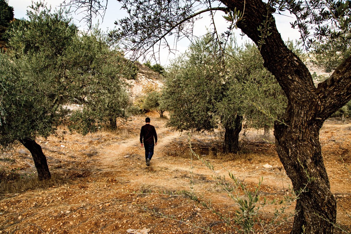 Near Battir the trail winds through olive groves.