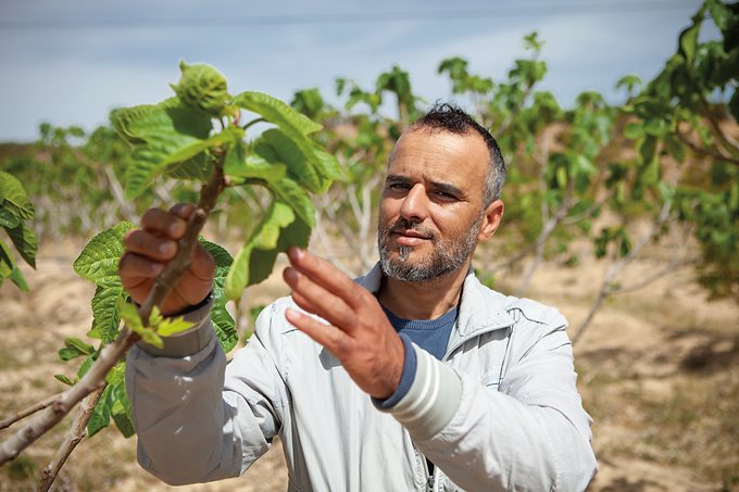 “[Figs] were here long before us, and knowledge we have of how to take care of them is part of our heritage,” says farmer Abdessalem Zgaya. 