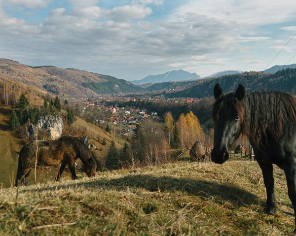 Horses graze near Bran Pass in southern Transylvania. The region was contested for centuries despite the natural barriers of the Carpathian Mountains.